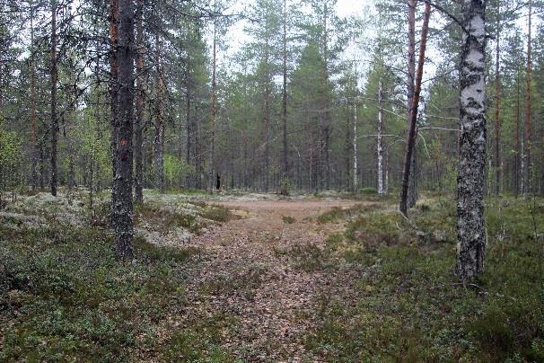 oranssi täplä osoittaa polun poikkeavan vasemmalle.