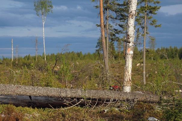 pusikkoituneelle tienpohjalle.