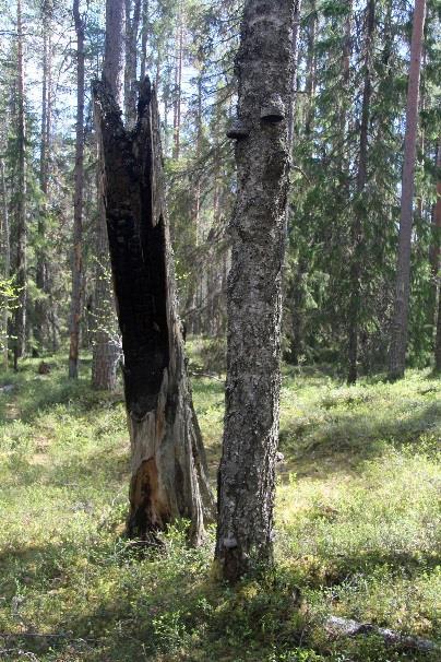 Polku nousee 20m ylemmäs harjulle, josta lasku on pieneltä pätkältä jyrkähkö 25. Tulee aikanaan Kukonlammen laavulle Kukonlammen kierto -viitan ohi. Laavu, nuotiokehä, puuvaja ja WC.