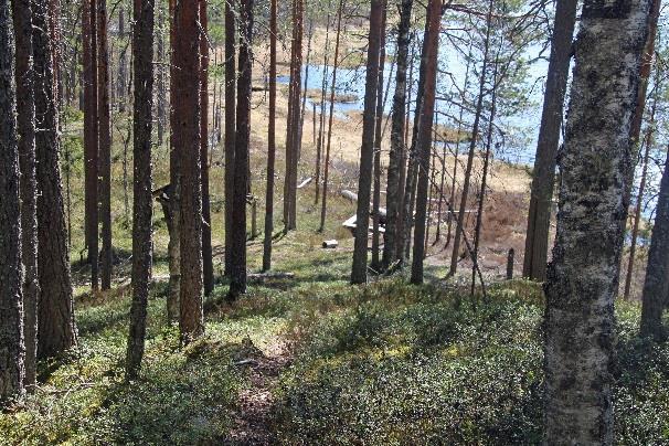 Pölkkylammelle polku laskeutuu 500m kuluttua.