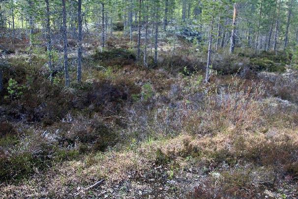 700m päässä se tulee purolle, josta nousee huomaamattomana ylemmäs. On luotettava suuntaan kohti itää.