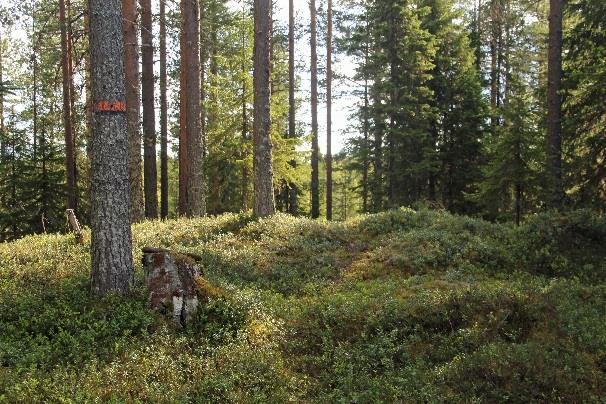 Merkintänä varisemassa olevat oranssit vyöt kahdessa nuoressa