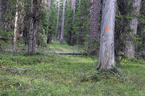 Polku alkaa pitkoksina, muuttuu nopeasti hyväkuntoiseksi ja helppokulkuiseksi.