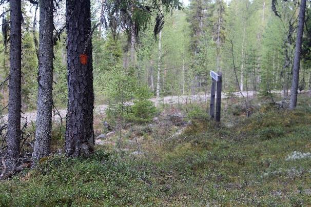 Merkinnät ovat selkeät, puna-musta-vöiden lisäksi on oransseja täpliä ja varmuuden