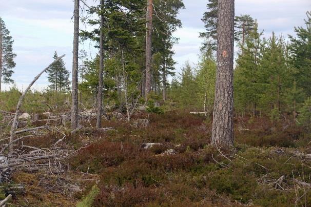 oikeanpuoleista tietä. Polku on helppokulkuinen ja hyvin merkitty.