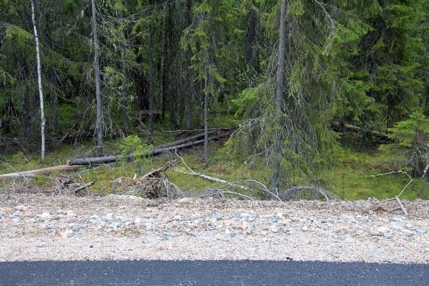 Tien vastakkaisella puolella laskeutuu polku kosteaan kuusikkoon,