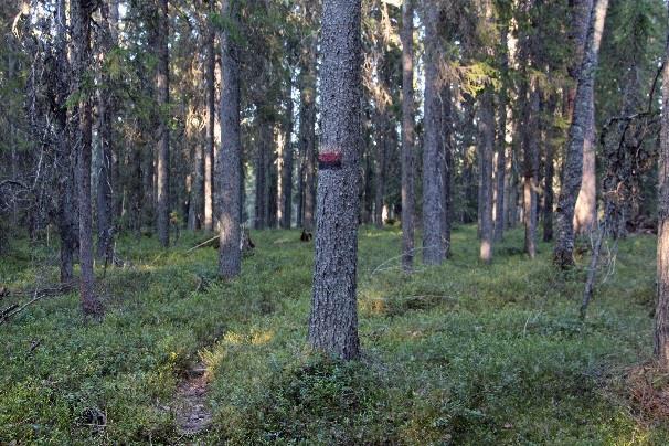 . 300 m kuusimetsässä kulkevien pitkospuiden