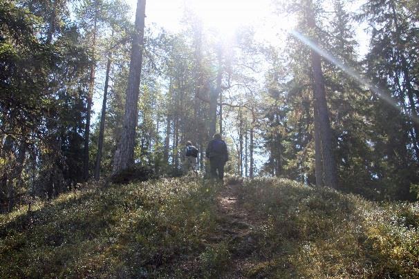 Harju on pitkä, korkea, terävä ja komea, alhaalla