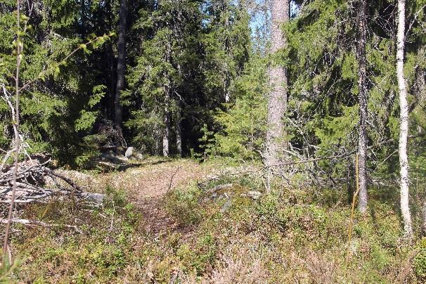 Kukonlammen kierto erkanee selvemmästä Tetrijärven metsään painuvasta polusta 50m pitkosten loppumisen jälkeen.