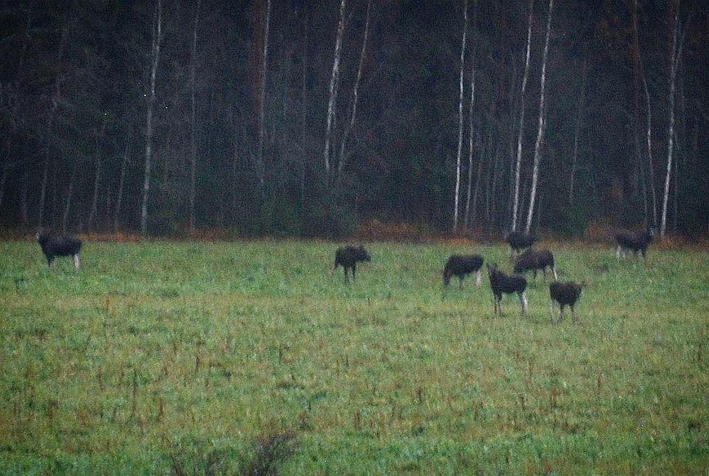 Tarkista, että olet ilmoittanut vähintään 1 ha peruna-, sokerijuurikas- tai avomaan puutarhakasveja