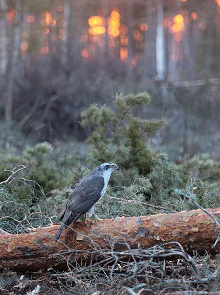 Sulkien rakennepuutteiden lisäksi esimerkiksi heikkokuntoisimpien yksilöiden varpaat eivät aukea.