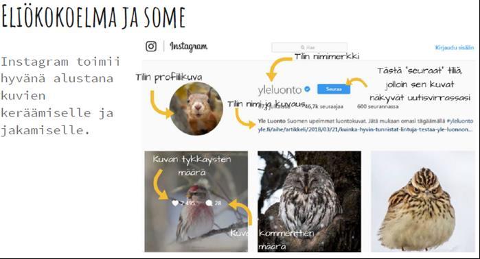 Kasvilaji: (Tieteellinen nimi:) Keräyspaikka: Keräyspäivä: Kerääjä: 2.