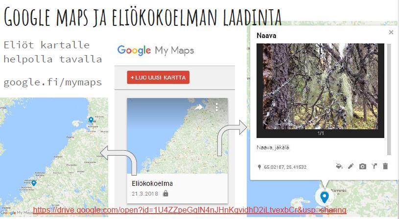 Googlen My Maps -sovelluksella on helppo saada havaitut eliöt selkeäksi karttaesitykseksi. Tehtävä: Kerää eliökokoelma My Maps -sovelluksen avulla. Tätä varten tarvitset googletilin.
