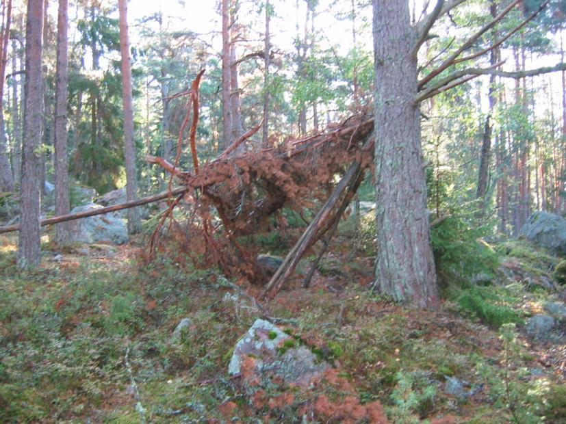 itäosaa kävelypolkuineen. Luoteesta.