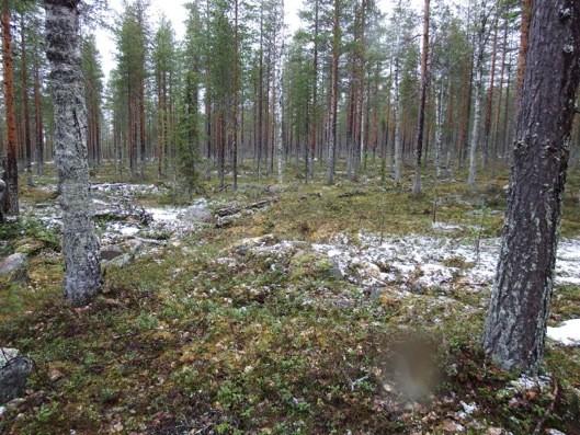 13 Kuva 7. Maisemaa kaavaalueen itäosassa.