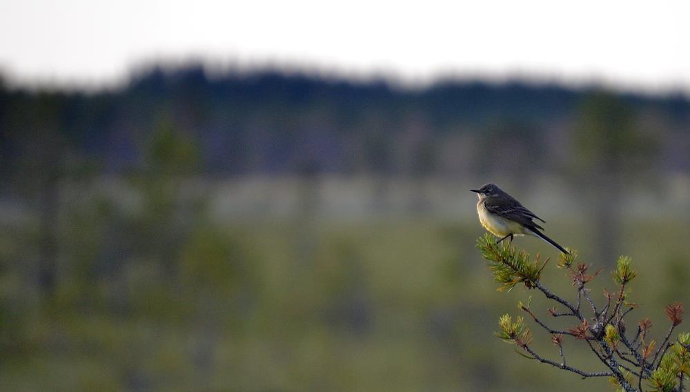 15 Messujen avaus, kunnanjohtaja Juha Viitasaari 10.