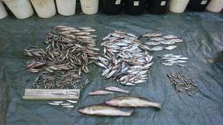 3.2.2. Kokonaisyksikkösaalis ja kalaston rakenne Saaliiksi saatiin kaikkiaan 9 lajia ja yhteensä 37,4 kg ja 1561 kpl kalaa.