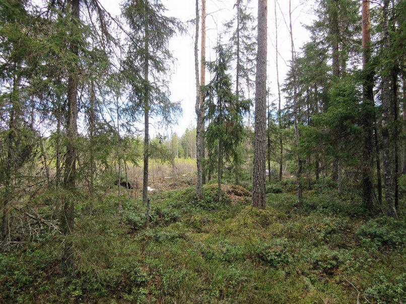 Suunnitellun voimalapaikan vaikutusaluetta puiston keskiosassa