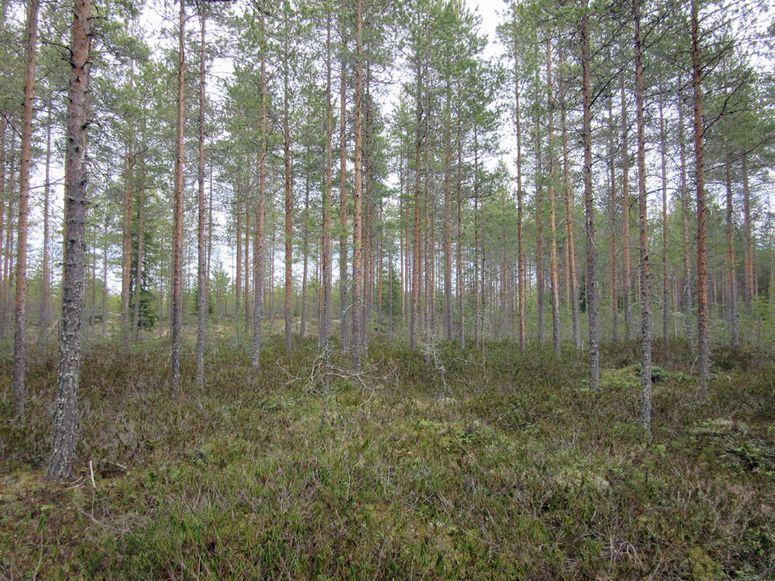 Tarkastettu rämeiden ympäröimä matala mäki suunnittelualueen