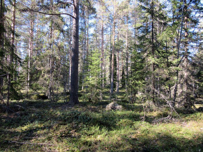 100 m entuudestaan tunnetun röykkiön