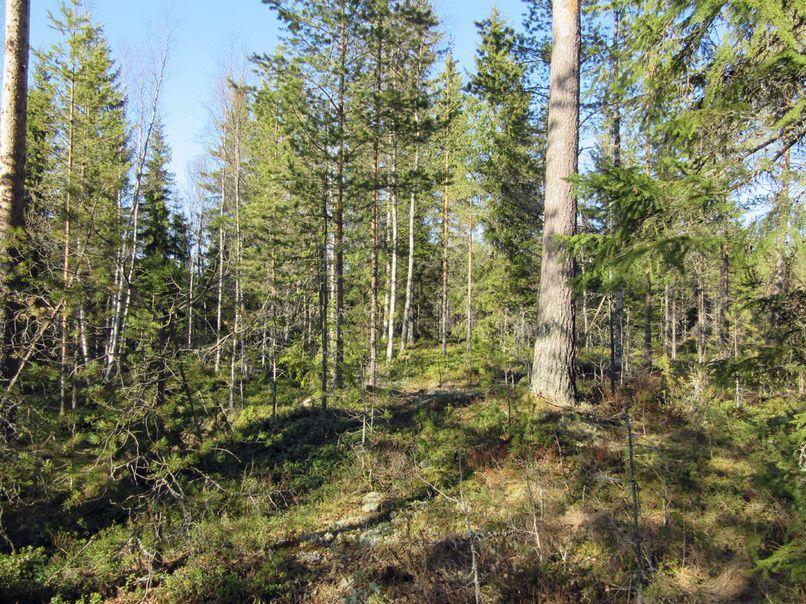 Metsäinen alue Lövholmsbaceknin kaakkoisosassa