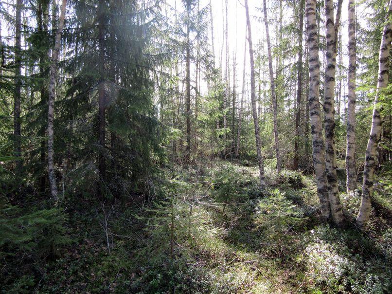 8 4. Voimalapaikan vaikutusaluetta tasaisella rämeellä