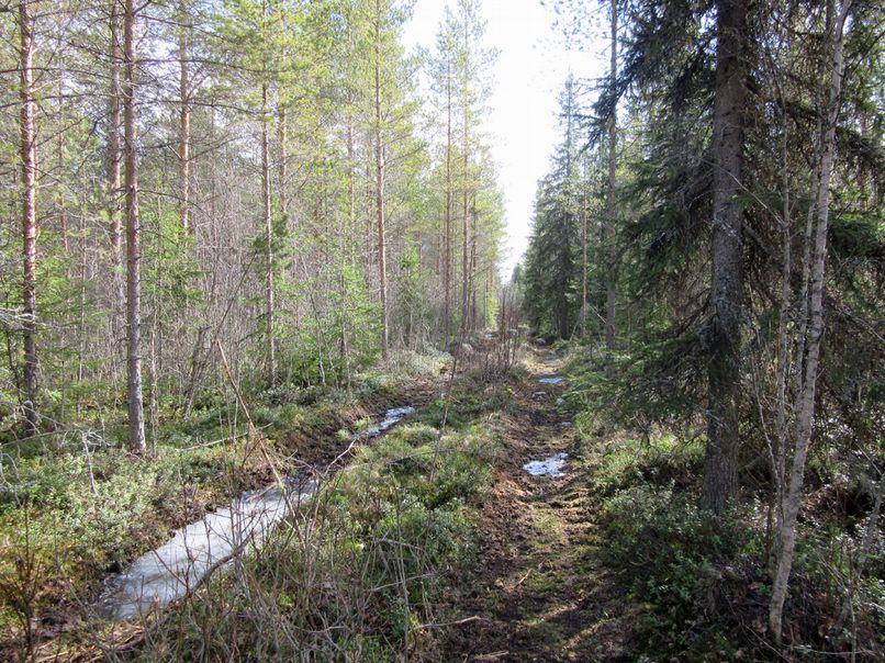 Alueen pohjois- ja keskiosassa on paljon tasaisia kankaita.