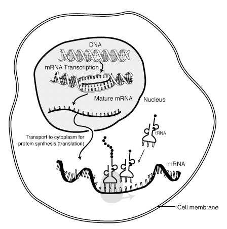 1: A Key steps of protein synthesis. The two key processes in protein synthesis are called transcription and translation, respectively.