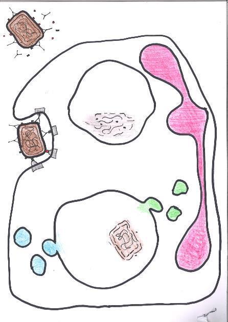 2. Tunnistus, Adheesio, Ingestio Spesifiset vasta-aineet (IgG) MPO O 2 Glukoosi MPO 3. Hengitysryöpsähdys NADPH- Oksidaasi O 2 - MPO H 2 O 2.