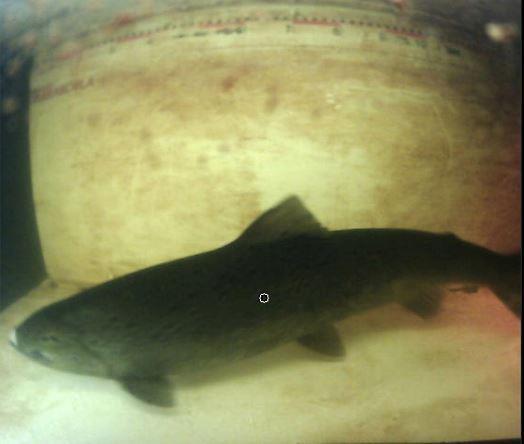 2018 ja ensimmäiset rasvaevällisten kossien havainnot (alle 3 kg lohi) tehtiin Isohaaran kalatien suualueen seurantakameralla heinäkuun puolen välin aikoihin.