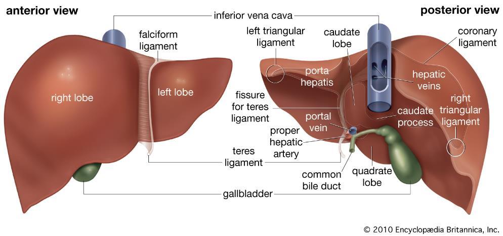 2. Review of the literature 2.1 Liver and kidney 2.1.1 Anatomy and function The liver is the largest internal organ, located principally on the upper right side within the abdominal cavity.
