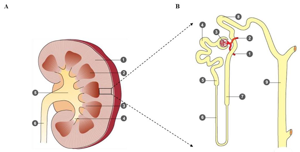 The bean-shaped kidneys are located on both sides of vertebra within the upper part of the abdominal cavity in the retroperitoneal space.