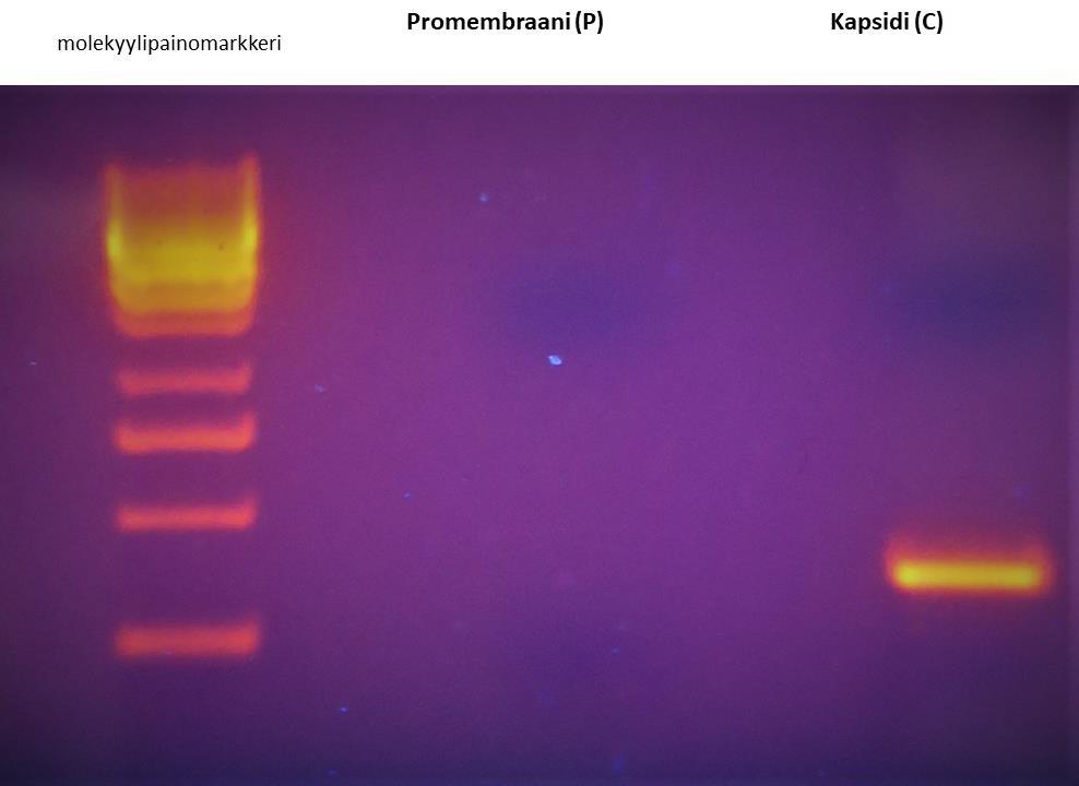 promembraani (P, Promembrane). Geenit ja proteiinit, joita niistä tuotetaan, ovat hyvin eri kokoisia. Suurin on vaippaproteiinin geeni, 1488 nukleotidia (nt).