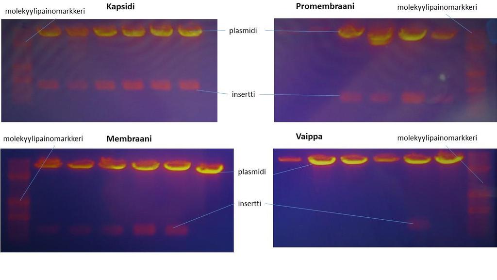 Kuva 6. Bakteeripesäkkeistä eristetyt plasmidit analysoitiin insertin suhteen leikkaamalla BamHIentsyymillä ja ajamalla leikkaustuotteet geelielektroforeesissa.