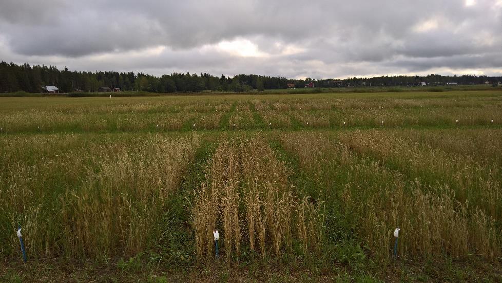 Tuotos, valkuainen ja HLP 2018, kevätvehnä Kevätvehnän keskisato jäi tänä vuonna1,3 tonniin(1 301 kg/ha) (verrattuna viime vuonna 5,4 tonnia).