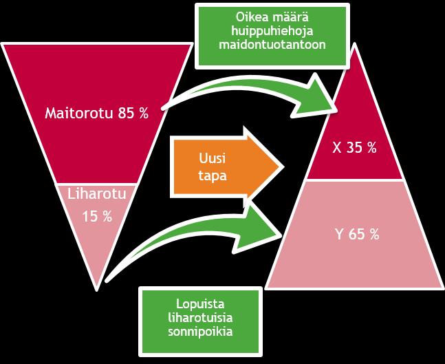 3.2 Sukupuolilajitellun siemenen käytön vaikutus risteytysten käytön määrään Nautojen siemennykseen voidaan käyttää joko tavallista tai sukupuolilajiteltua siementä.