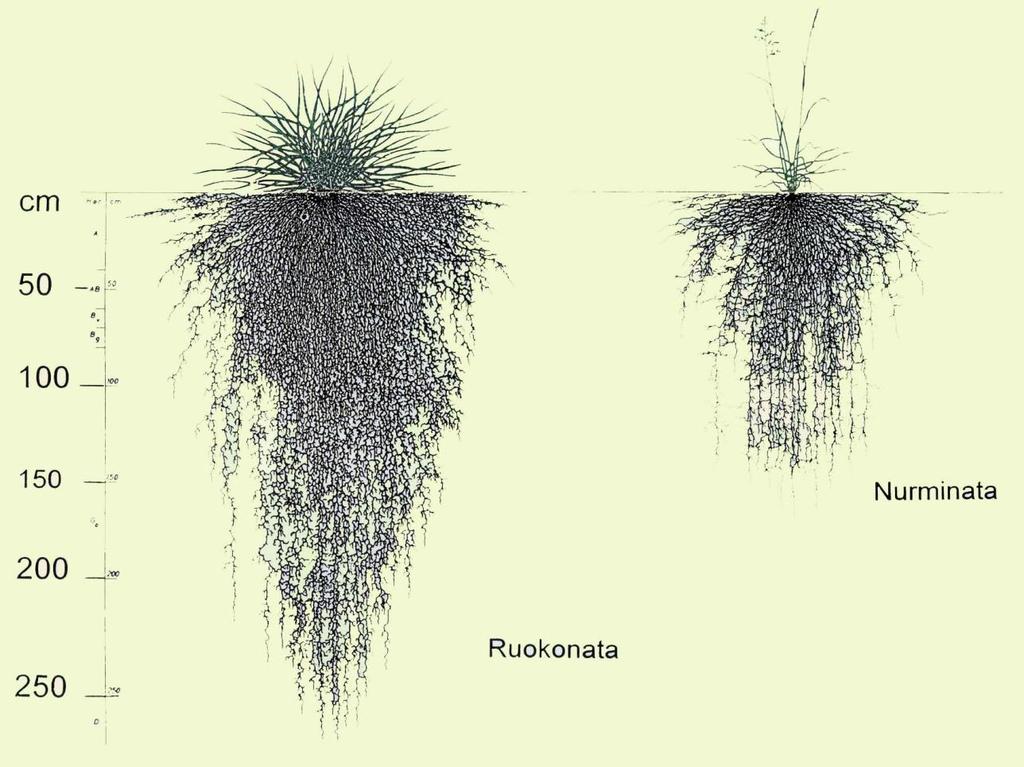Kasvilajien eroja? Paksut juuret!