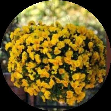 (Löytyy keltaista, sinivalkoista, sekoitusvärejä) Amppeliorvokki kasvaa ja kukkii aurinkoisella tai puolivarjoisalla paikalla, ei
