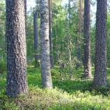 politiikkaskenaarion mukainen metsien käyttö levinneisyys- ja esiintymisalue (B1, B2, B3)