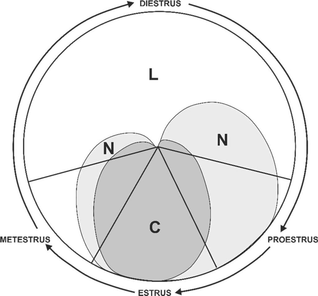 Review of literature 35 leukocytes (Levine, 2015). During metestrus, the E2 level is low, and during diestrus the E2 levels start to increase (Walmer et al., 1992). Figure 6. Estrous cycle stages.