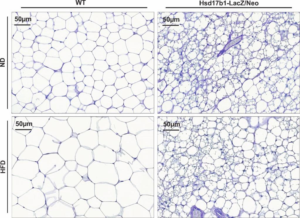 58 Results Figure 9. Adiposity of the Hsd17b1-LacZ/Neo male mice.