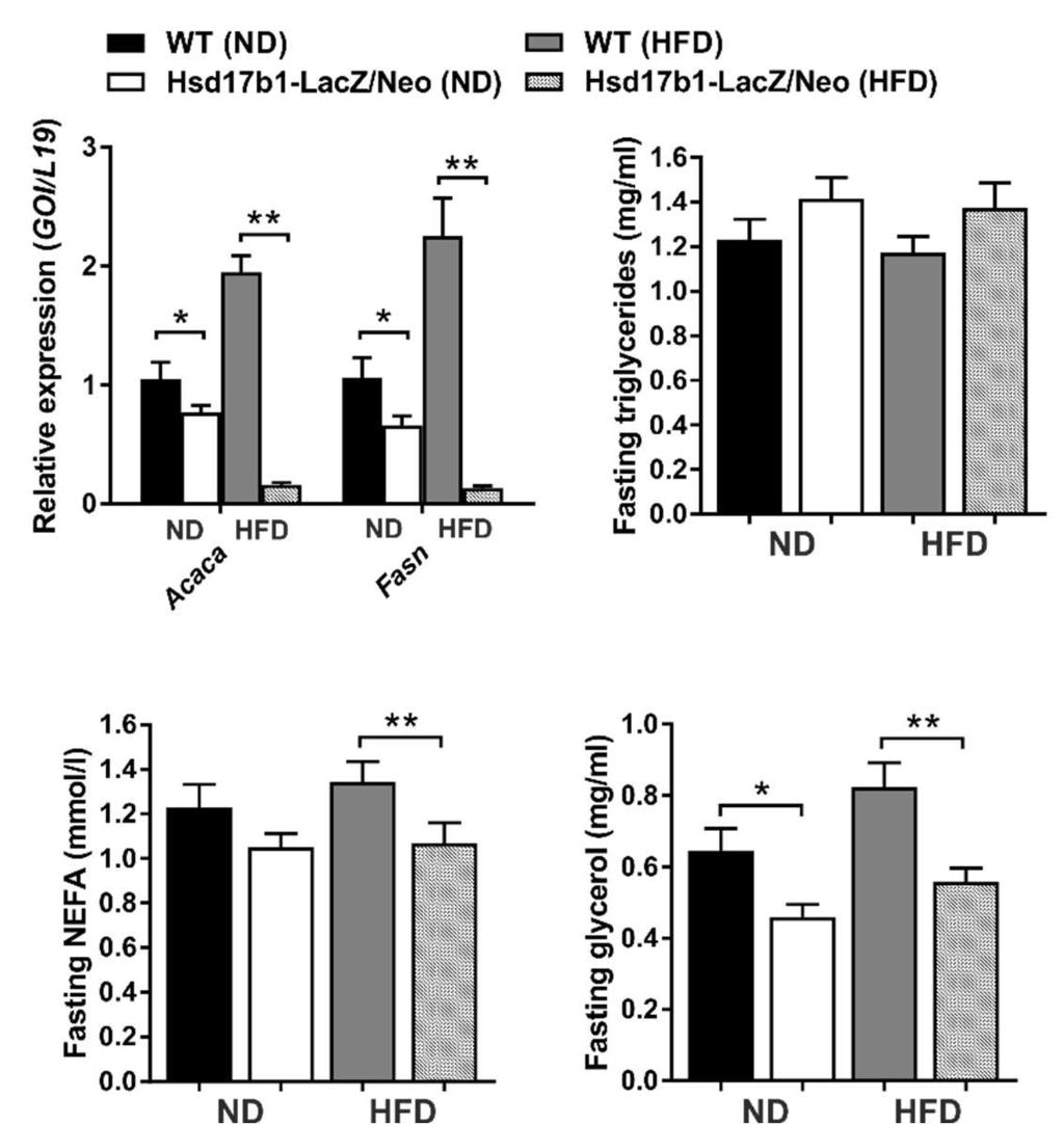 60 Results Figure 11. Balance between lipogenesis and lipolysis in the Hsd17b1-LacZ/Neo mice.