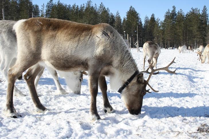 ja suoramyyntiä lisäämällä, Porotalouden ja muun maankäytön yhteistoiminnallisten