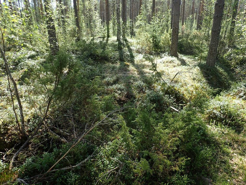 13 Halkaisijaltaan 16 metrinen tervahauta, josta vallin osuus á 3,5 metriä. Halssiaukko antaa kohti kaakkoa. Tervahaudan eteläpuolta kiertää noin 80 cm leveä ja 50 cm syvä oja.