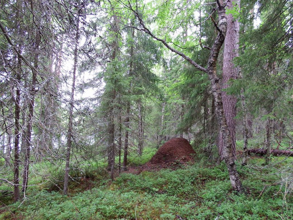 10 Kuva 5. Maastoa alueen itäpäässä.