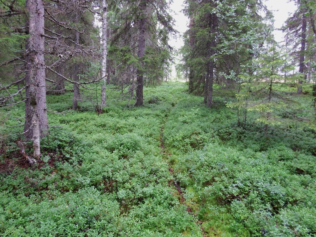 Rakennusjäännökselle johtaa