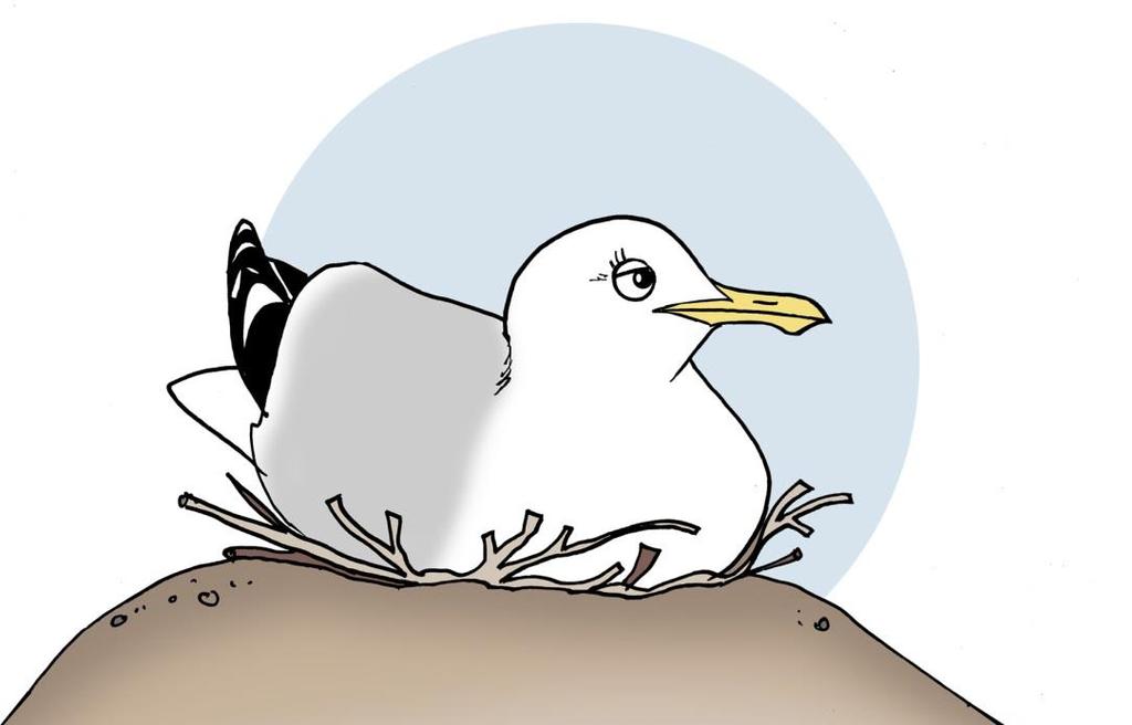 6. Lintu hautoo pesässä Hautova emo yrittää piiloutua hyvin Helpoiten näkee: lokkeja kivillä