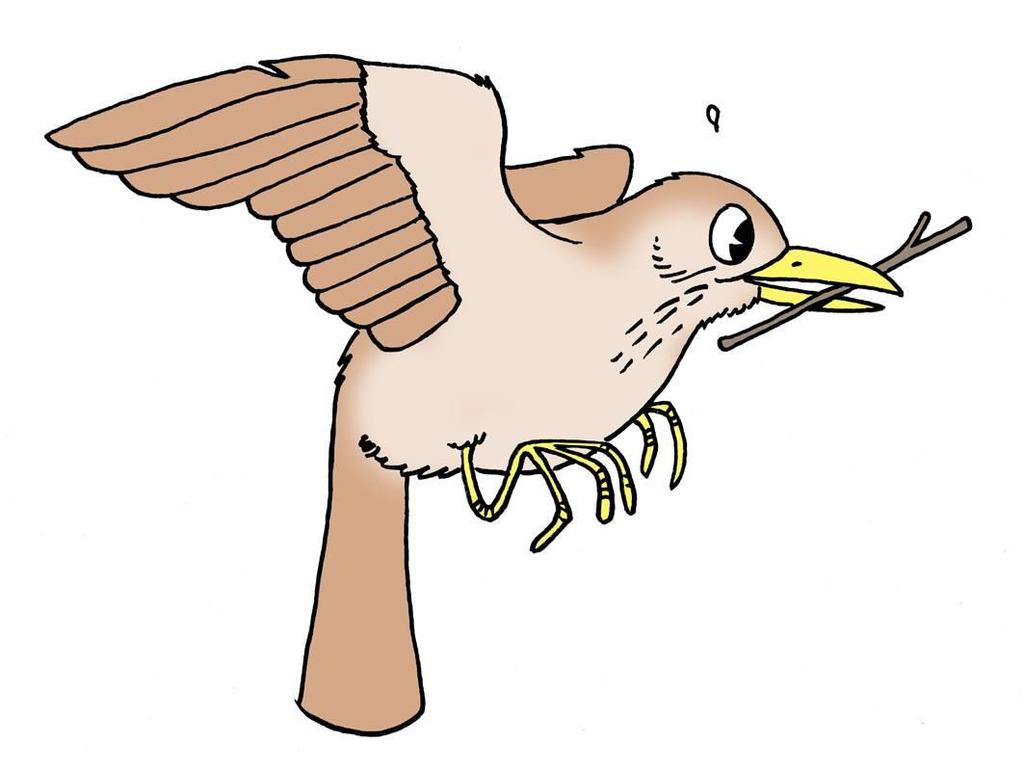1. Lintu kantaa pesämateriaalia Eri linnut käyttävät pesään eri aineksia: heinää (siepot) sammalta (tiaiset)