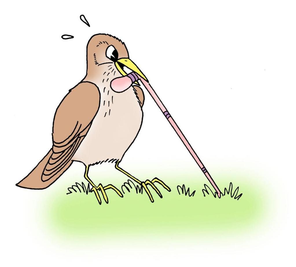 5. Lintu hakee tai kantaa ruokaa Poikasilla on aina nälkä Ruokaa on haettava usein!