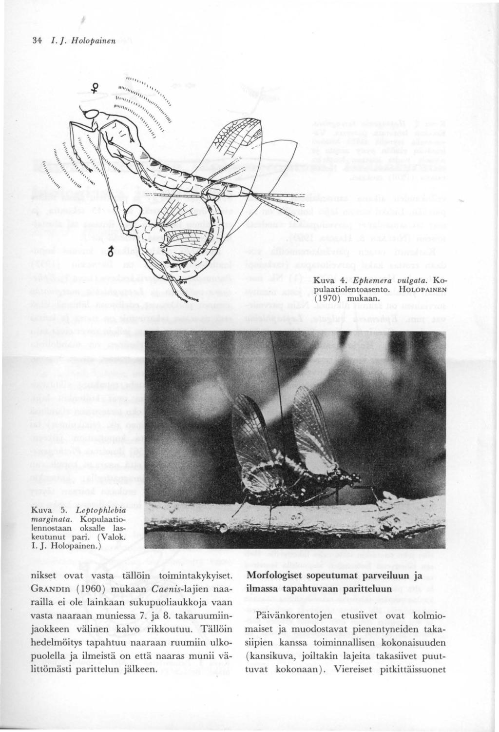 34. J. Holopainen Kuva 4. Ephemera vulgata. Kopulaatiolentoasento. HOLOPANEN ( 1970) mukaan. Kuva 5. L eptophlebia marginata. Kopulaatiolennostaan oksalle laskeutunut pari. (Valok. 1. J. Holopainen. ) nikset ovat vasta tällöin toimintakykyiset.